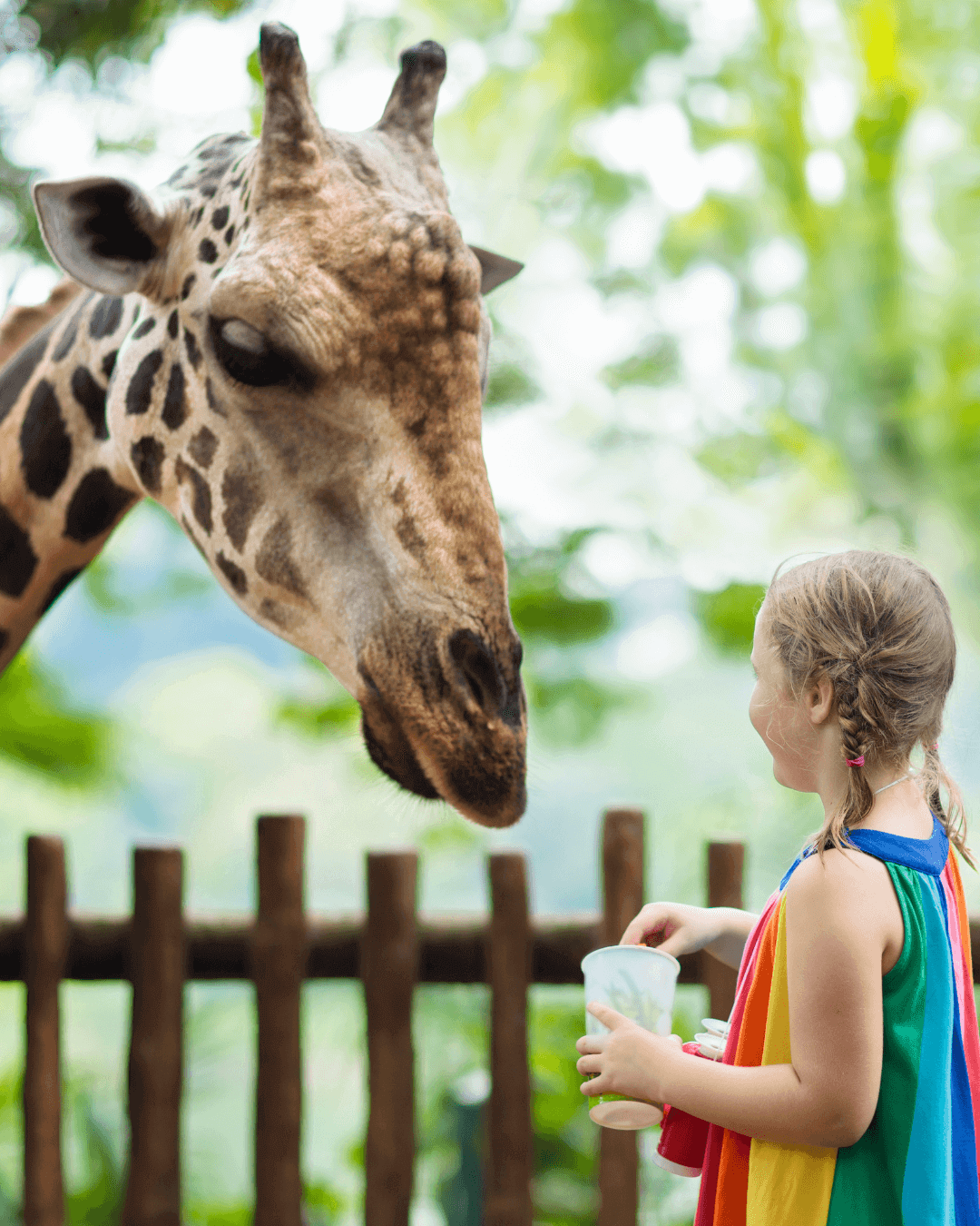 Young girl feeding a giraffe at a zoo or wildlife park, smiling and holding a cup of food