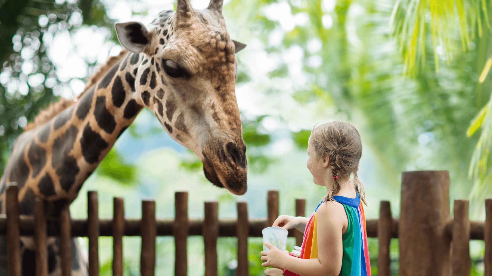 a kid feeding a giraffe at Phillips Park Zoo